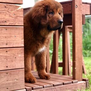 Meet your Posher, Dave